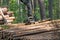 Loading logs on a truck trailer using a tractor loader with a grab crane. Transportation of coniferous logs to the sawmill.