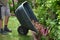 Loading torture wood chips bark on a wheel with a shovel from a car and delivery to the garden where ornamental perennial beds are