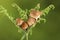 Loads of Harvest mice playing on a fern