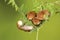 Loads of Harvest mice playing on a fern