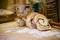 Loaf of Cinnamon Swirl Bread on Kitchen Counter