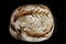 Loaf or miche of French sourdough, called as well as Pain de campagne, on display isolated on a black background.