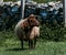 Loaghtan Sheep