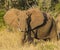 Loan Elephant in Tsavo national park kenya east africa in Tsavo national park kenya east africa