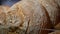 Loaves of rye farm bread lie on the wooden bakery shelf. Close-up shot. Shopping at the grocery store. Selling food