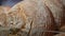 Loaves of rye farm bread lie on the wooden bakery shelf. Close-up shot. Shopping at the grocery store. Selling food