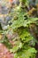 Lobaria pulmonaria lichen on a maple twig, Goldstream Provincial Park