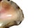 Lobatus Gigas marine giant shell on white background. marine or summer concept