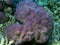 Lobe coral, hump coral Porites lobata undersea, Red Sea, Egypt, Sinai, Ras Mohammad national park