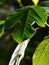 Lobed decorative green leaf of Paper Mullberry tree, also called Tapa Cloth Tree