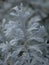 Lobed leaf of silver ragwort, Jacobaea maritima