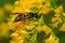 Lobed Mason Wasp - Ancistrocerus antilope