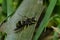 Lobed Mason Wasp - Ancistrocerus antilope