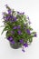 Lobelia. Blue Trailing Lobelia Sapphire flowers or Edging Lobelia, Garden Lobelia in pot on isolated white background. Floral patt