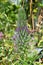 Lobelia bridgesii flower