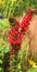 Lobelia cardinalis, the cardinal flower