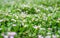Lobelia chinesis, CAMPANULACEAE, Thai herbs, shallow DOF, Spring