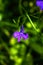 Lobelia. Cultivated flower.