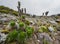 Lobelia deckenii - high altitude Moorland zones unique plant with fogged Dendrosenecio