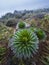 Lobelia deckenii - high altitude Moorland zones unique plant. It is a giant lobelia endemic to mountains of Tanzania. Shot was