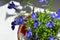 Lobelia erinus. Beautiful blue flowers in flowerpot on sunny balcony