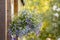 Lobelia erinus flower edging lobelia, garden lobelia or trailing lobelia hanging on iron wall hanging flower .