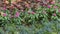 Lobelia erinus, pentas lanceolata and alcalypha wikesiana in a flower bed, Dallas Arboretum