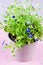 Lobelia flower in flowerpot
