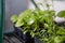 Lobelia flower seedlings in a black tray. Springtime, gardening concept