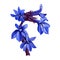 Lobelia flowering plants isolated digital art illustration. Blue blooming flower buds. Lobelia erinus, Herb with adverse