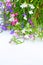 Lobelia flowers on white background