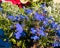 Lobelia, a genus of annual and perennial herbaceous plants