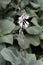 Lobelia Lobelias Flower up close