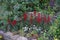 Lobelia speciosa blooms with red flowers in July in the park. Berlin, Germany