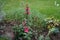 Lobelia speciosa forms strong, unbranched stems that have upright flower candles. Berlin, Germany