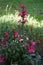 Lobelia speciosa forms strong, unbranched stems that have upright flower candles. Berlin, Germany