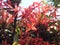 Lobelia â€˜Elm Fire