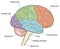 Lobes of the brain