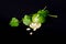 Lobes of a lime with a mint branch on a Black background