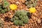 Lobivia arachnacantha cactus or Echinopsis ancistrophora with yellow flowers in botanic garden