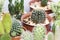 Lobivia cactus in pot