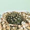 Lobivia densispina. Cactus on plastic pot. Drought tolerant plant.