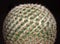 Lobivia famatimensis globular Cactus macro, against a black background