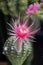 Lobivia spp. with pink shinshowa flower