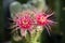 Lobivia spp. with pink shinshowa flowers