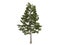 Loblolly_pine_(Pinus_taeda)