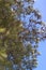 Loblolly Pine Tree