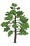 Loblolly Pine Tree illustration vector