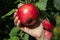 Lobo apple with a crimson-red blush.