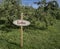 Lobo apples on a tree